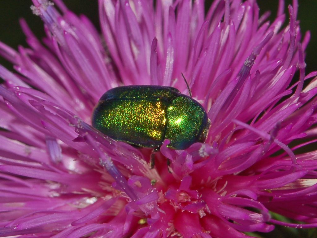 Cryptocephalus sericeus ssp. zambanellus